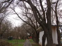 Новости » Криминал и ЧП: Сильный ветер в Керчи обломил большую ветку дерева на Вокзальном шоссе