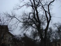 Новости » Общество: Улица Суворова в Керчи продолжает оставаться опасной во время непогоды