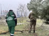 В администрации Керчи рассказали о планах по спилу и кронированию деревьев