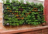 Мой Дом » Новости: Живая стена: создаём фитостену или вертикальный огород на кухне своими руками