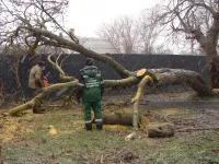 Поваленное сегодня ветром дерево по улице Степана Разина в Керчи сразу убрали