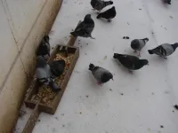 Керчане в морозы без еды и воды пернатых не оставляют