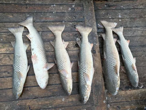 В Азовском море появились стаи почти 70-сантиметровых пиленгасов