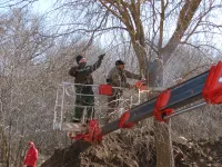 Территорию двора дома №24 по Суворова в Керчи расчищали сегодня от старых деревьев