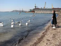 Новости » Общество: Белые лебеди этой весной в Керчи облюбовали зону отдыха "Черепашка"