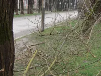 Вдоль улицы Розы Люксембург в Керчи проведена плановая обрезка деревьев