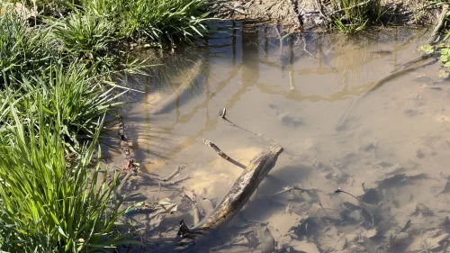 В парке Гагарина в Керчи неделю не могут устранить порыв водовода