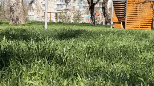 Новости » Общество: В парке Гагарина в Керчи необходимо уже покосить траву
