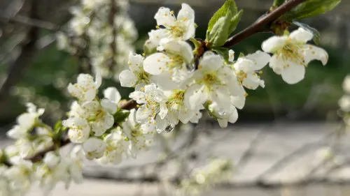 В Крым на неделе придут возвратные холода
