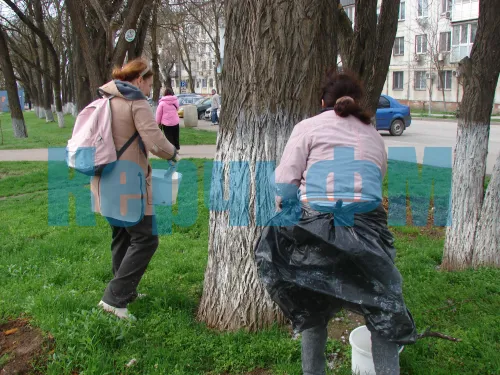 Вдоль улицы Кирова в Керчи сегодня белят деревья