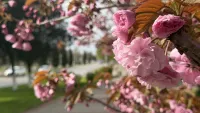 Не пропустите момент: в Керчи цветут сакуры