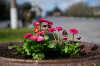 Вазоны в Керчи начали украшать цветами