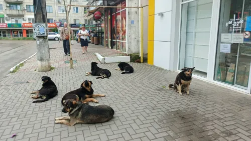 В районе Сморжевского в Керчи резко увеличилось количество бродячих собак