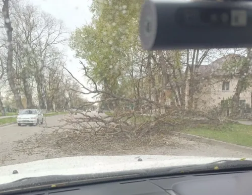 В Аршинцево на дорогу упало дерево