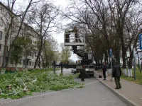 Новости » Общество: Сегодня на Пошивальникова в Керчи кронировали деревья