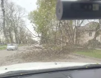 В Аршинцево на дорогу упало дерево