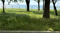 Новости » Общество: Прогулочная зона вдоль моря на Черноморской заросла травой