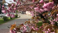 Первые дни мая будут прохладными и дождливыми