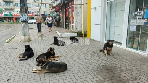 Администрация Керчи не может найти подрядчика для отлова бродячих собак