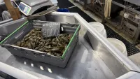 В рыбном корпусе на центральном рынке в Керчи 26 июня было так
