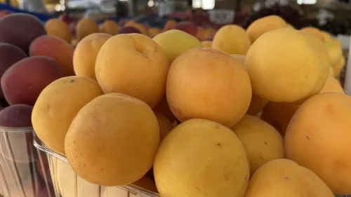 Сезонную вкуснятину продают в Керчи