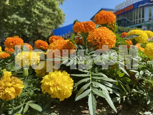 Солнце поселилось в керченских клумбах