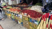 Новости » Экономика: В Крыму аграрии планируют собрать около 1,7 тысячи тонн черешни