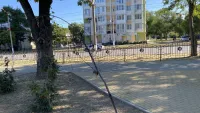 Новости » Общество: В Керчи погибли саженцы фруктовых деревьев