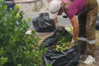 Новости » Общество: В Керчи продолжают следить за зелеными зонами