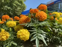 Солнце поселилось в керченских клумбах