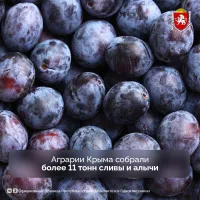 Новости » Экономика: Крымские аграрии собрали первые 11 тонн сливы и алычи