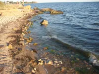 Новости » Экология: Ученые смогут определять чистоту моря по ушастым медузам