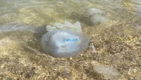 Коллаген из медуз: в чем ценность уникального морского сырья
