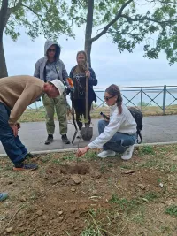 Новости » Общество: Саженцы - в подарок городу