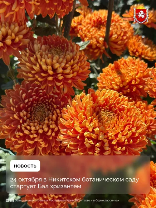 В Никитском ботаническом саду стартует Бал хризантем