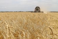 Новости » Экономика: Крымские аграрии намолотили миллион тонн зерновых и зернобобовых культур
