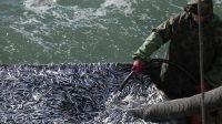 Новости » Экономика: Промысел в Азовском и Черном морях опережает прошлогодние показатели – Росрыболовство