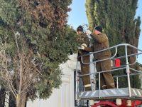 В Керчи проводят формовочную стрижку кипарисов