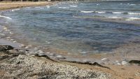 Новости » Экология: Море снова принесет медуз: почему массовый вылов не решит проблему