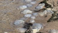 Новости » Экология: В Керчи - нашествие медуз