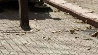 Новости » Общество: Осень в Керчи: листопад задаёт темп