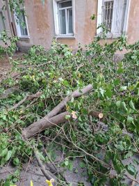Новости » Общество: Обрезали — и забыли: что оставили коммунальщики на улицах Керчи