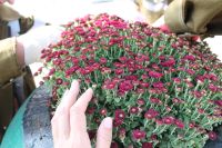 В Керчи высаживают хризантемы